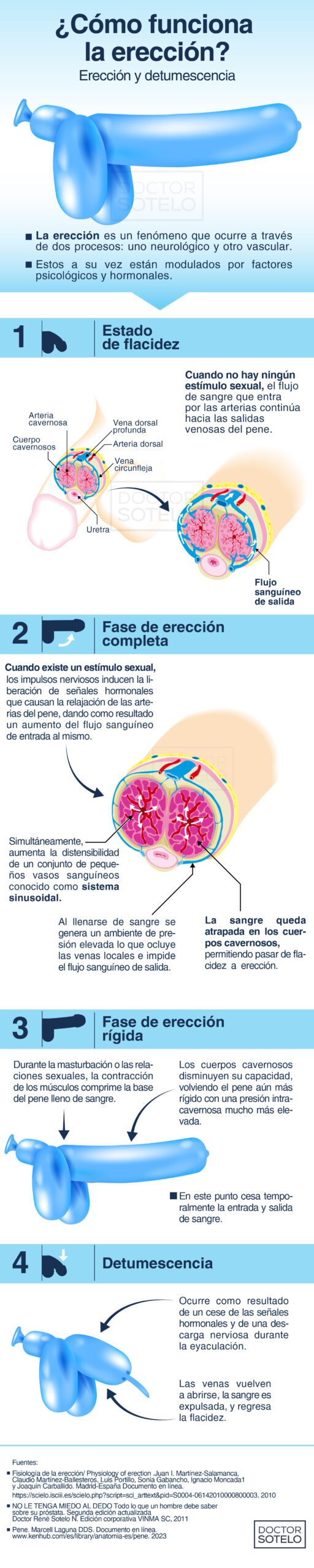 Cómo funciona la erección? - Dr. René Sotelo